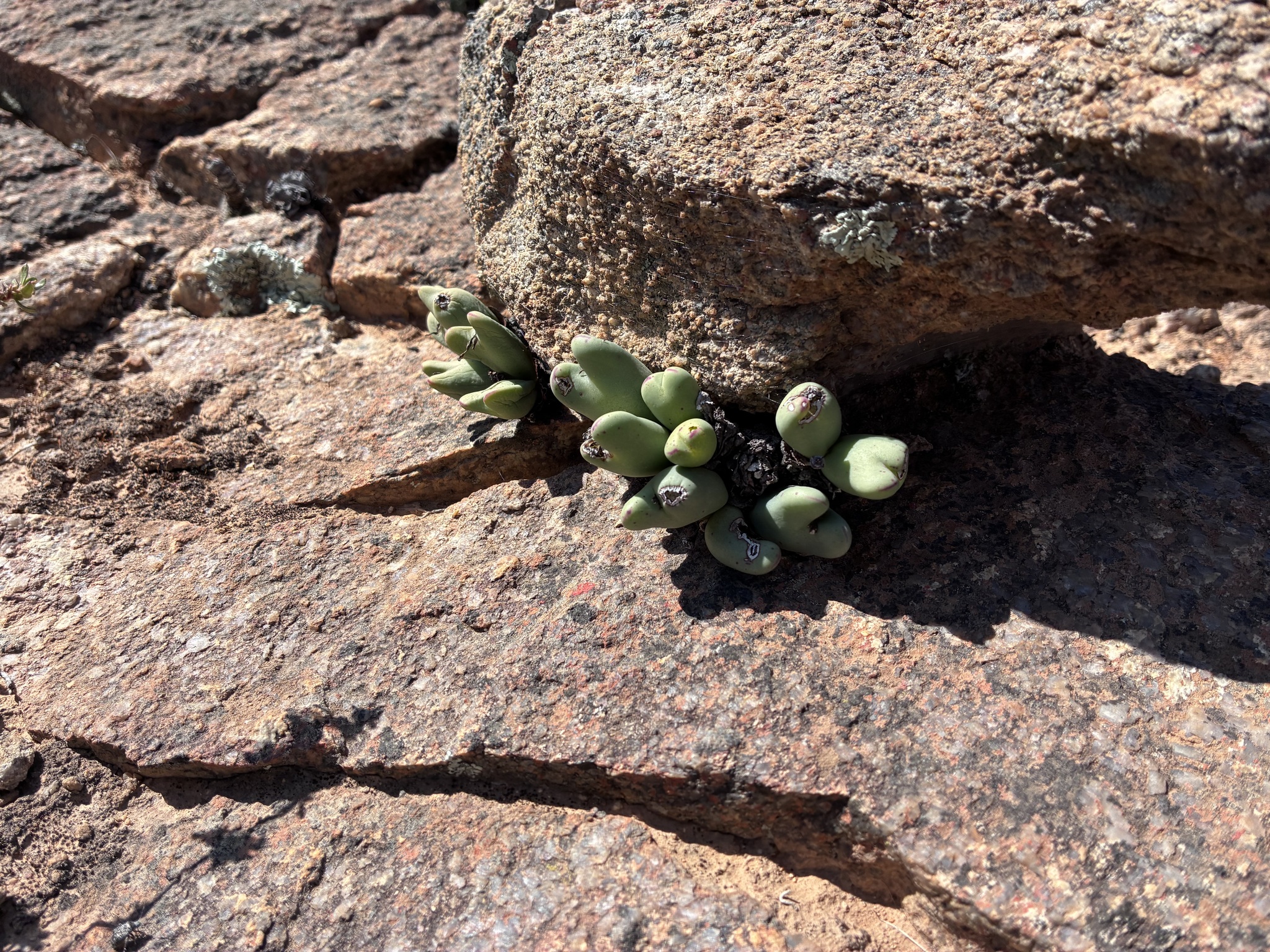 Cone Plant (Conophytum bilobum)