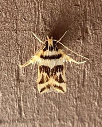 Idiopteryx