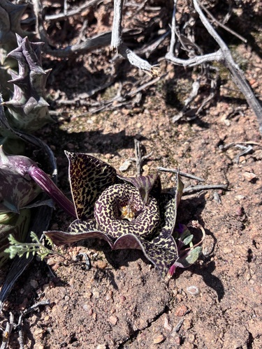 Ceropegia namaquana