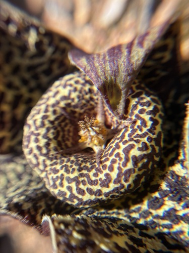 Ceropegia namaquana