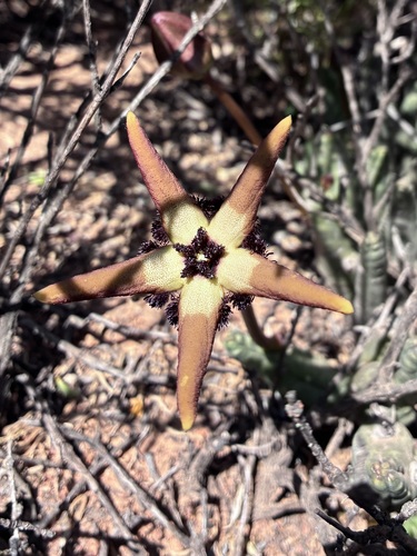 Ceropegia penduliflora
