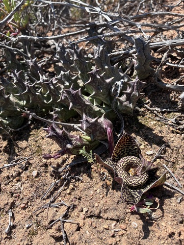 Ceropegia namaquana