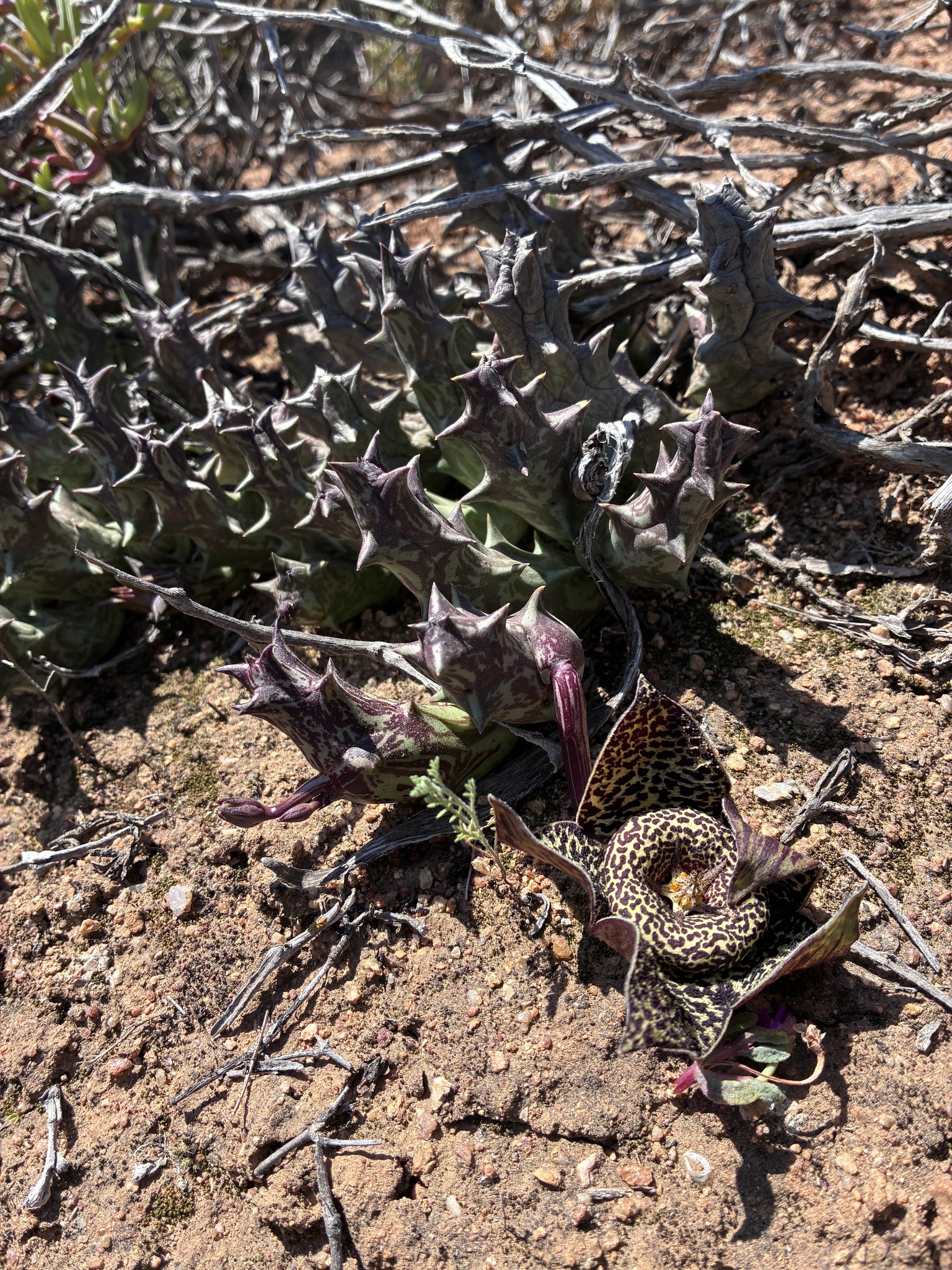 Stapelia tridentata (N.E.Br.) Rüst 3