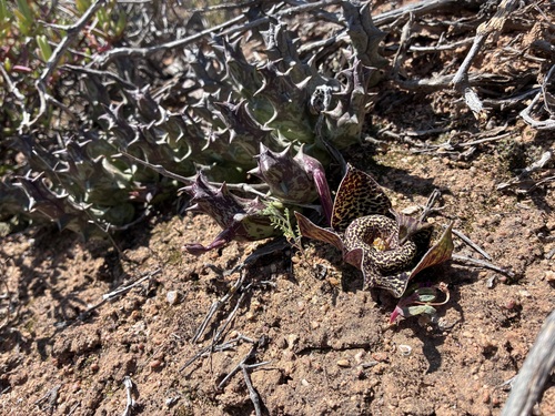 Ceropegia namaquana