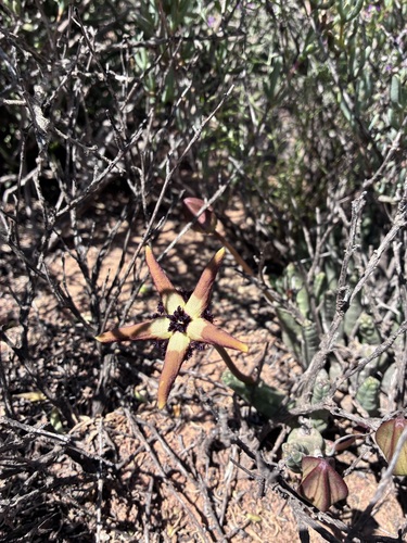 Ceropegia penduliflora
