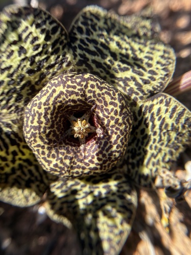 Ceropegia namaquana