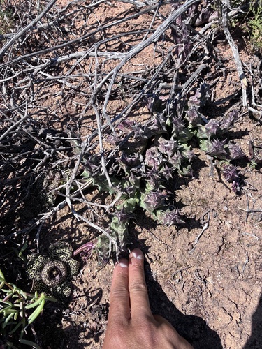 Ceropegia namaquana