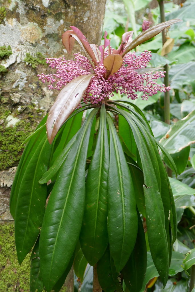 Badula borbonica