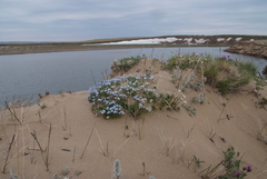 Eritrichium sericeum