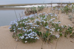 Eritrichium sericeum