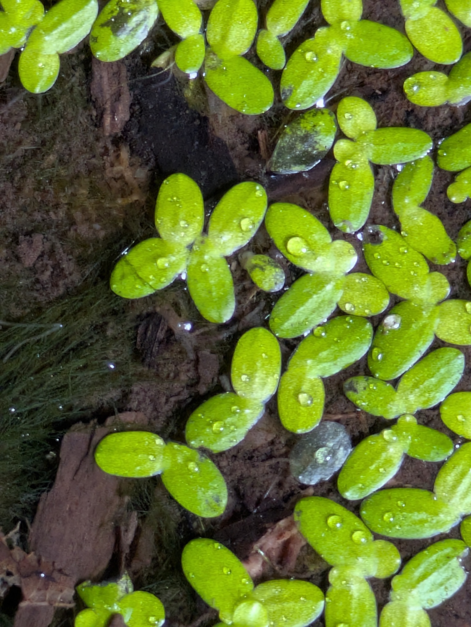 Lesser Duckweed (Lemna aequinoctialis)