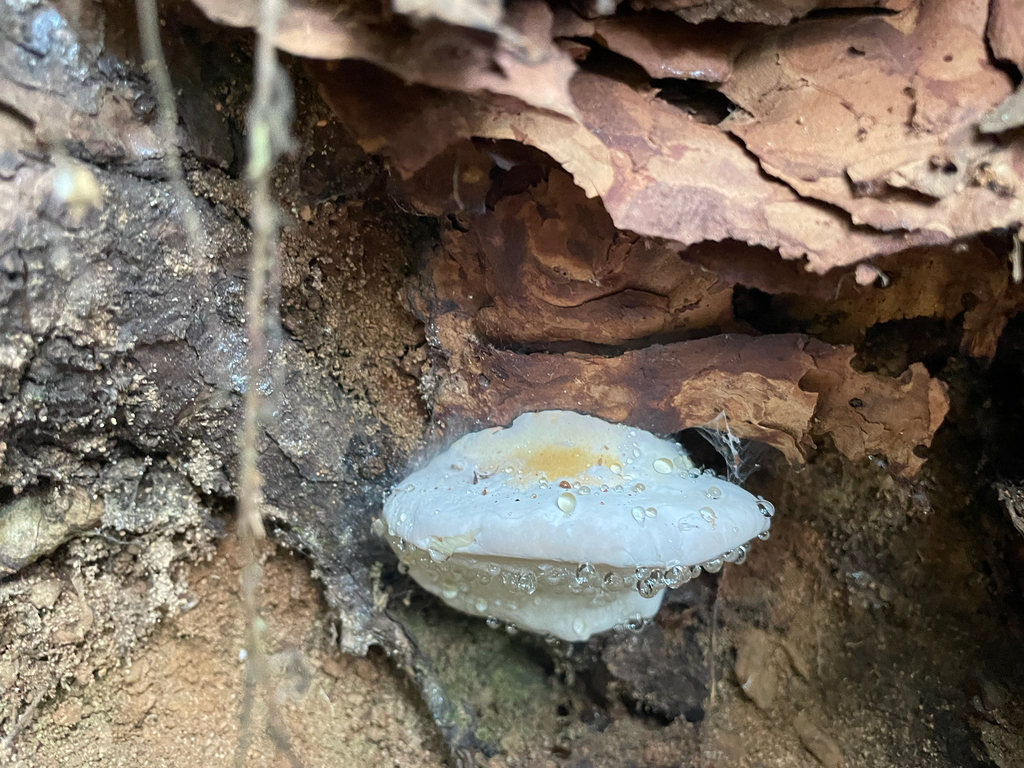 Fomitopsis from King County, US-WA, US on September 7, 2023 at 09:59 AM ...