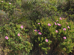 Cistus creticus eriocephalus