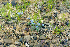 Eritrichium sericeum