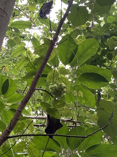 Mucuna gigantea observed 2026-01-23