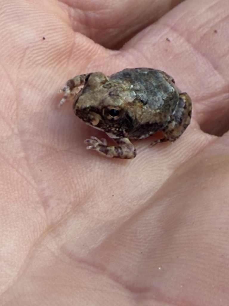 Common Squeaker from 16, Masvingo, ZW on February 2, 2026 at 05:36 PM ...