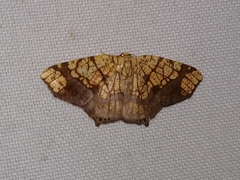 Nematocampa completa