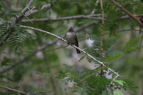 Cuban Pewee (Contopus caribaeus), photo 6