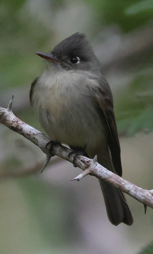 Cuban Pewee (Contopus caribaeus), photo 5