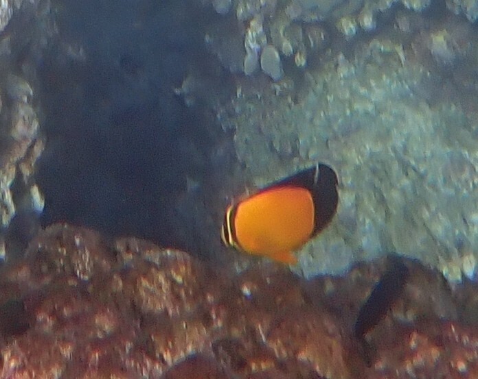 Arabian butterflyfish (Chaetodon melapterus) — Chaetodontidae