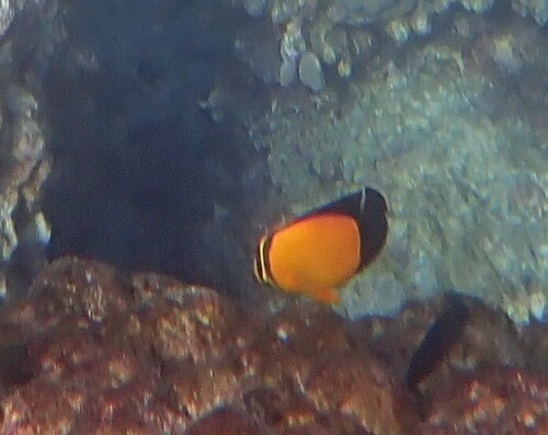 Arabian butterflyfish (Chaetodon melapterus) — Chaetodontidae