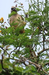 Colius striatus integralis