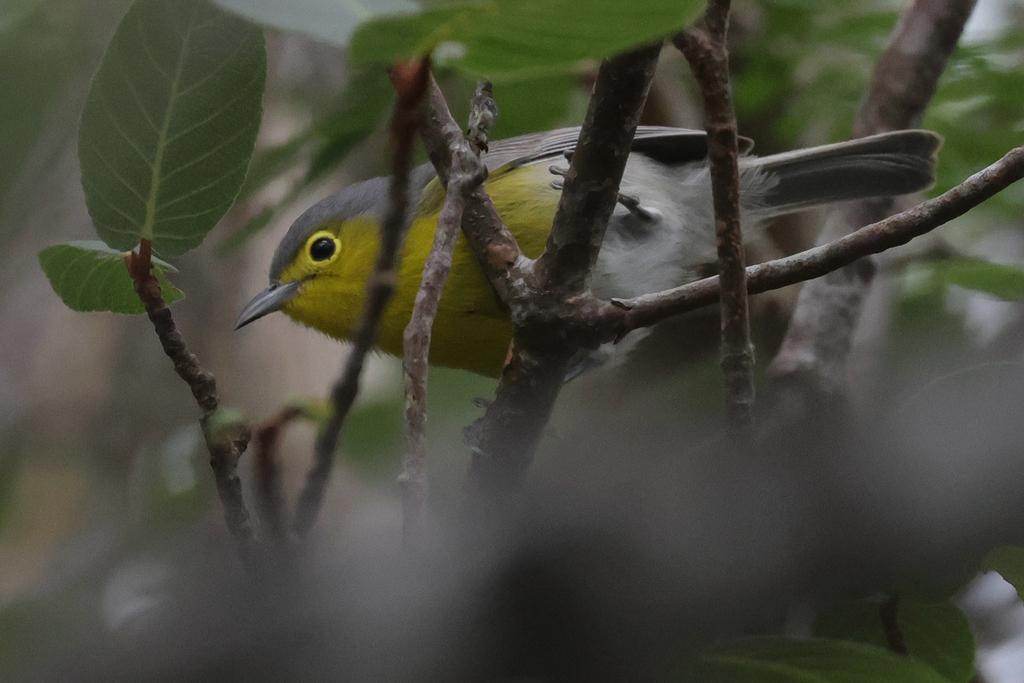 Oriente Warbler