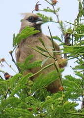 Colius striatus integralis