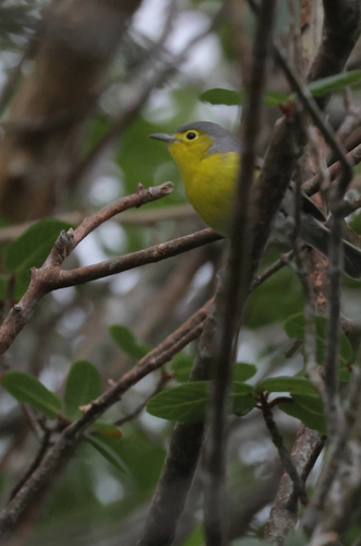 Oriente Warbler (Teretistris fornsi), photo 6