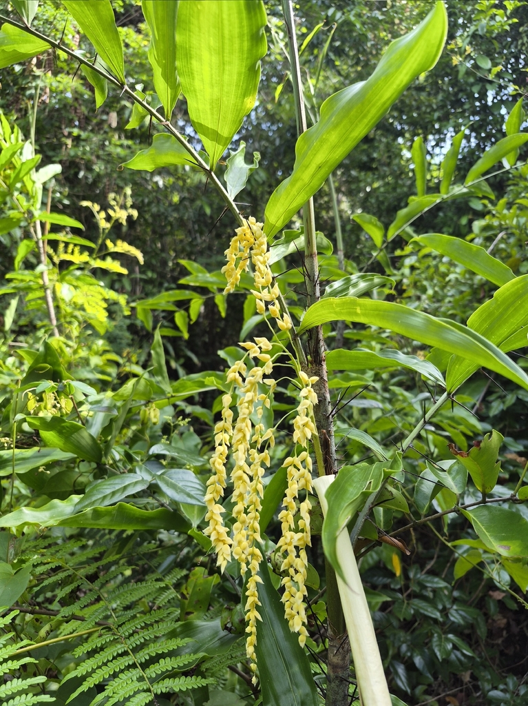 Desmoncus orthacanthos