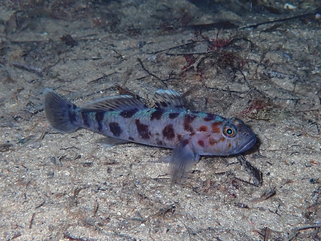 Leopard-spotted goby (Thorogobius ephippiatus) — Gobiidae