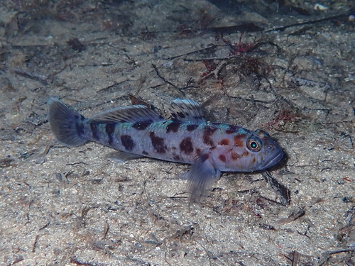 Leopard-spotted goby (Thorogobius ephippiatus) — Gobiidae