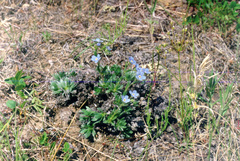 Eritrichium sericeum