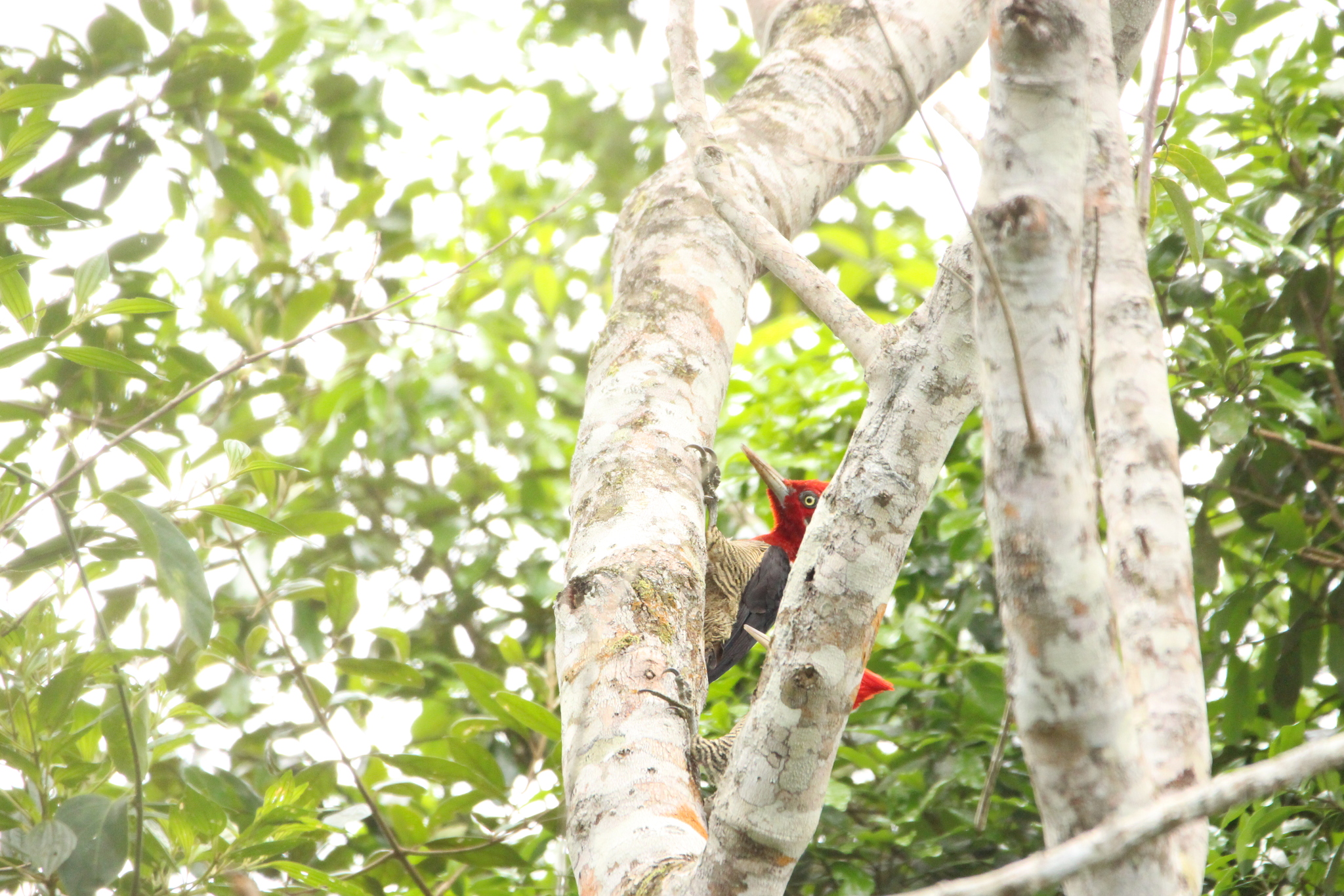 Robust Woodpecker (Campephilus robustus), photo 2