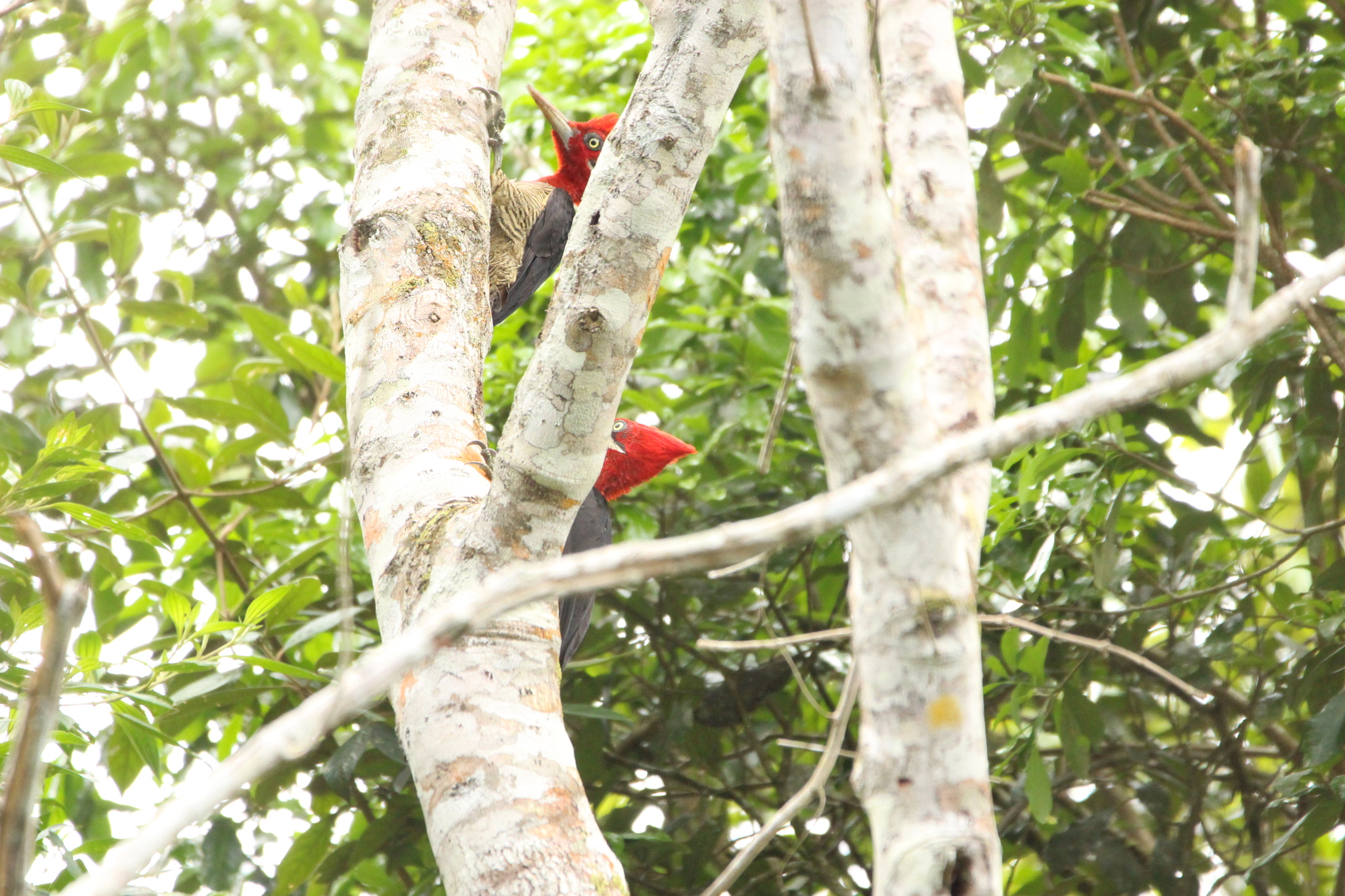Robust Woodpecker (Campephilus robustus), photo 1