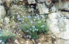 Eritrichium sericeum