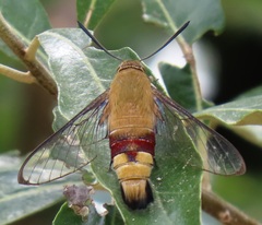 Cephonodes hylas virescens