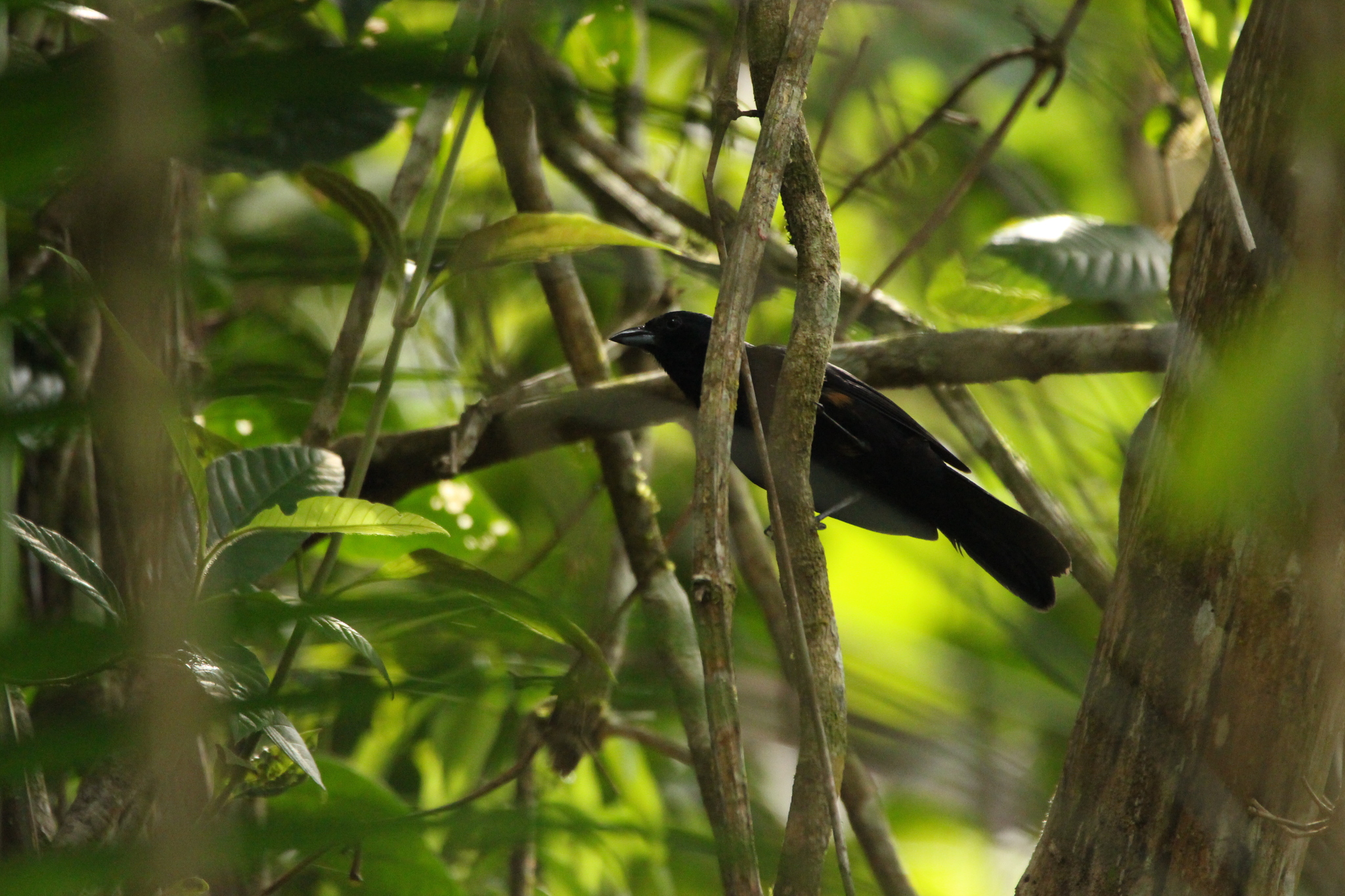 Ruby-crowned Tanager (Tachyphonus coronatus), photo 7