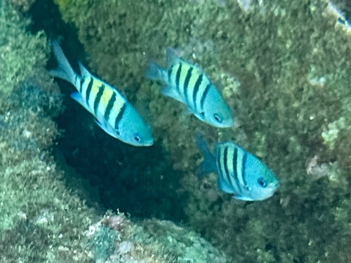 Abudefduf saxatilis