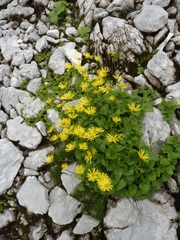Doronicum austriacum