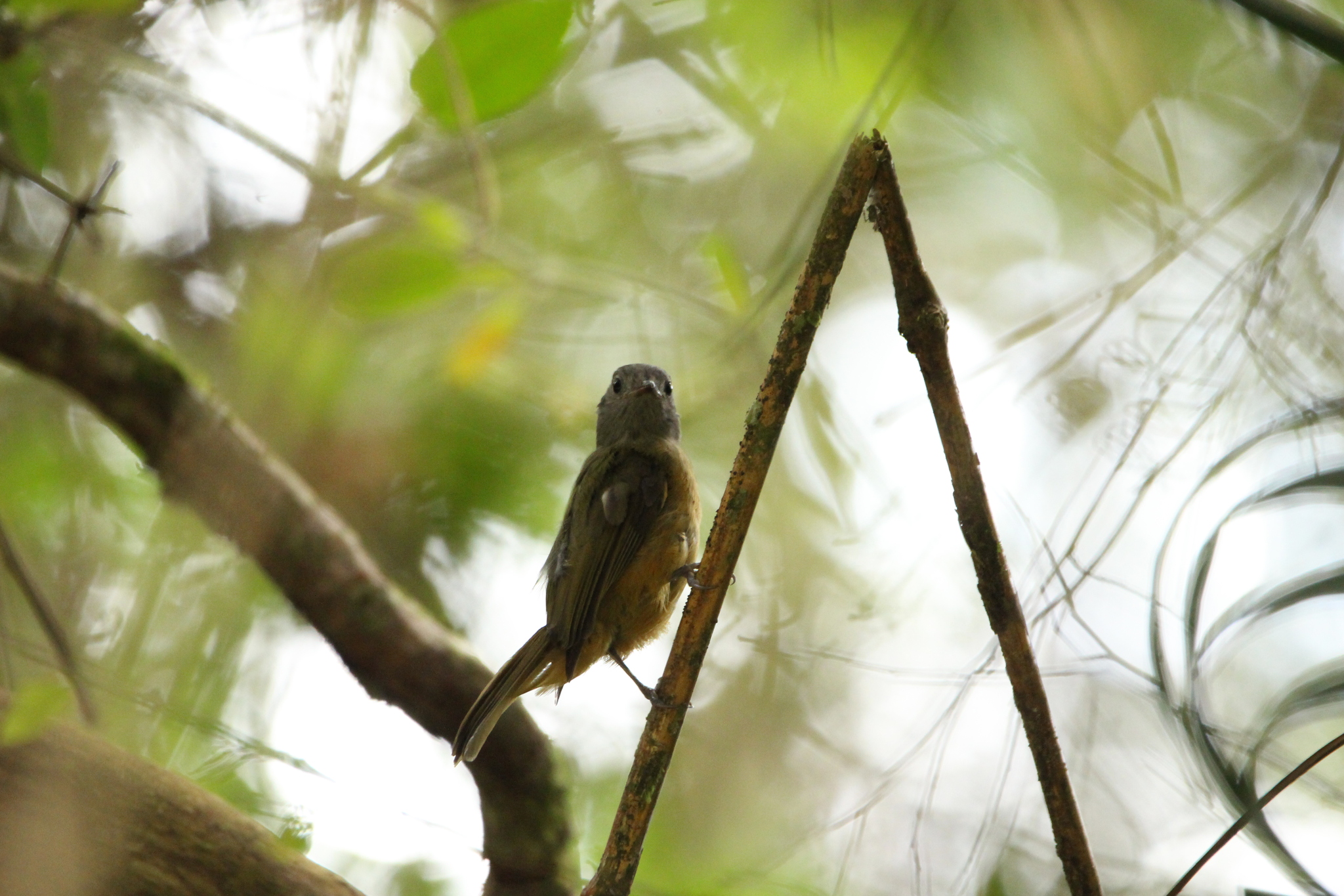 Grey-hooded Flycatcher (Mionectes rufiventris), photo 7