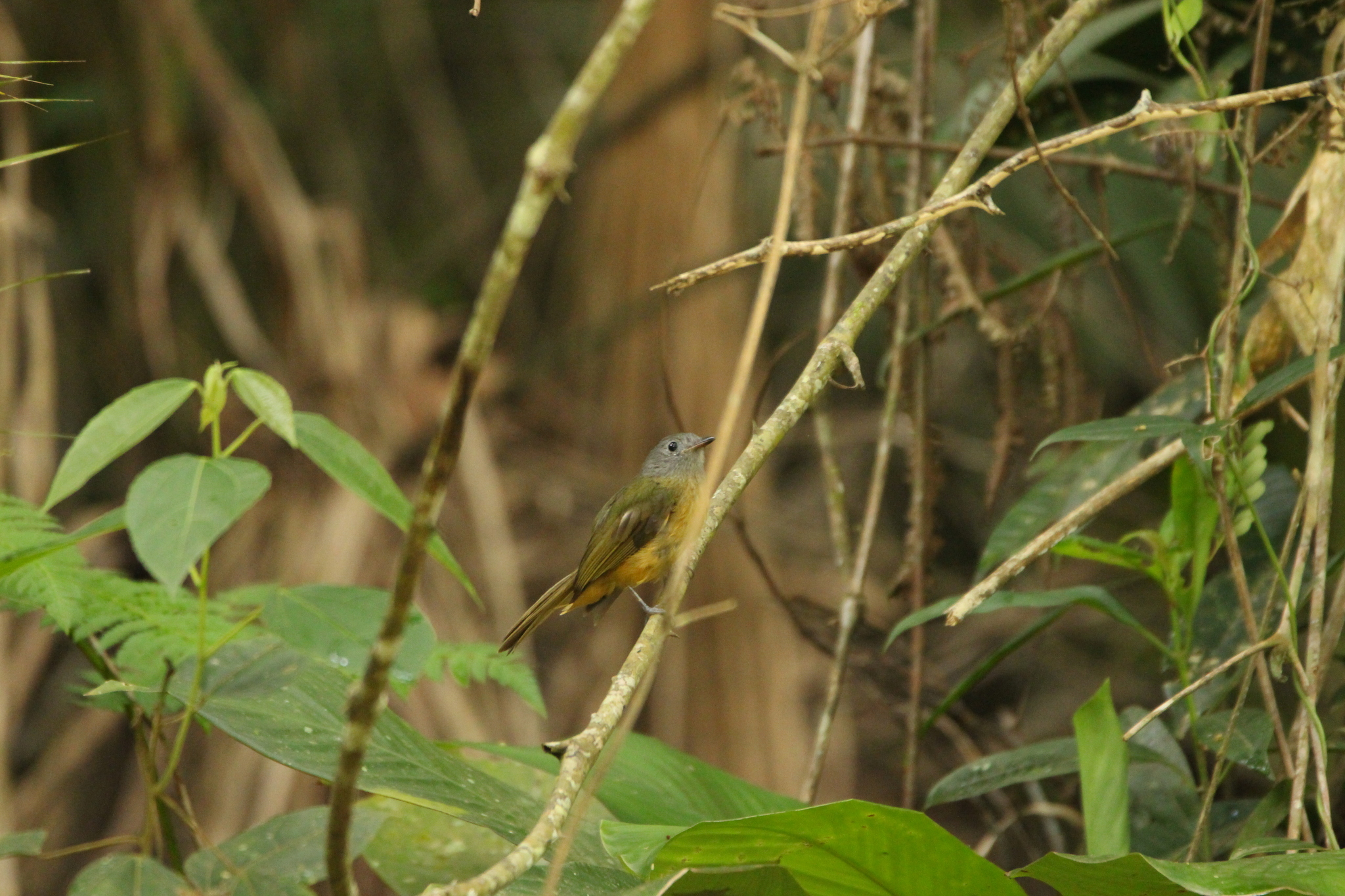 Grey-hooded Flycatcher (Mionectes rufiventris), photo 6