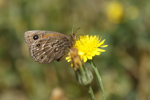 Cosmosatyrus leptoneuroides (Cosmosatyrus leptoneuroides)