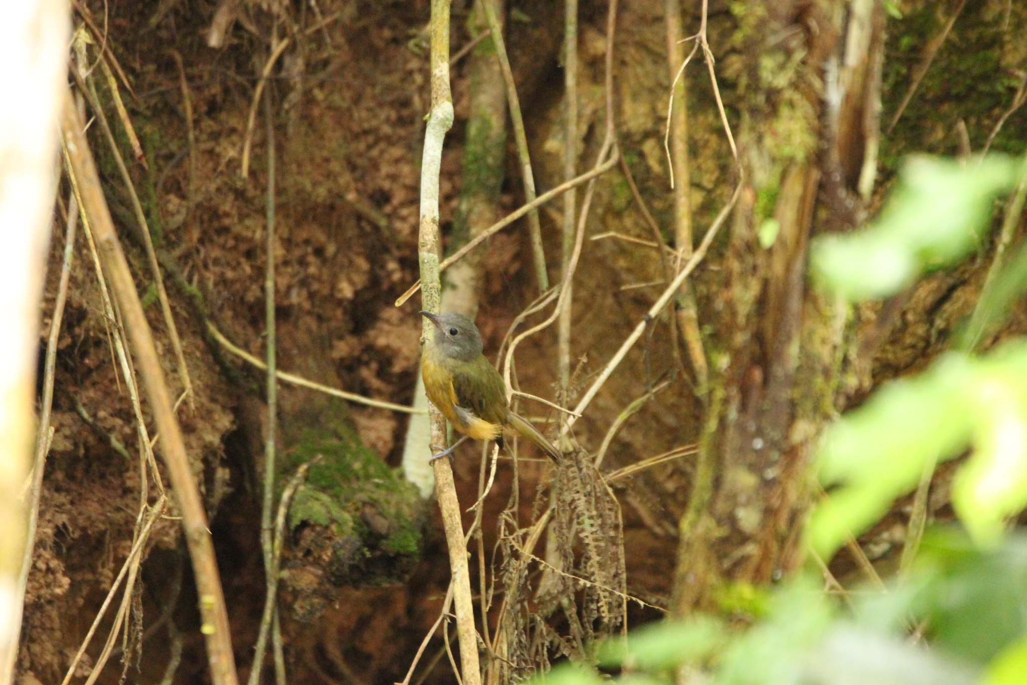 Grey-hooded Flycatcher (Mionectes rufiventris), photo 3