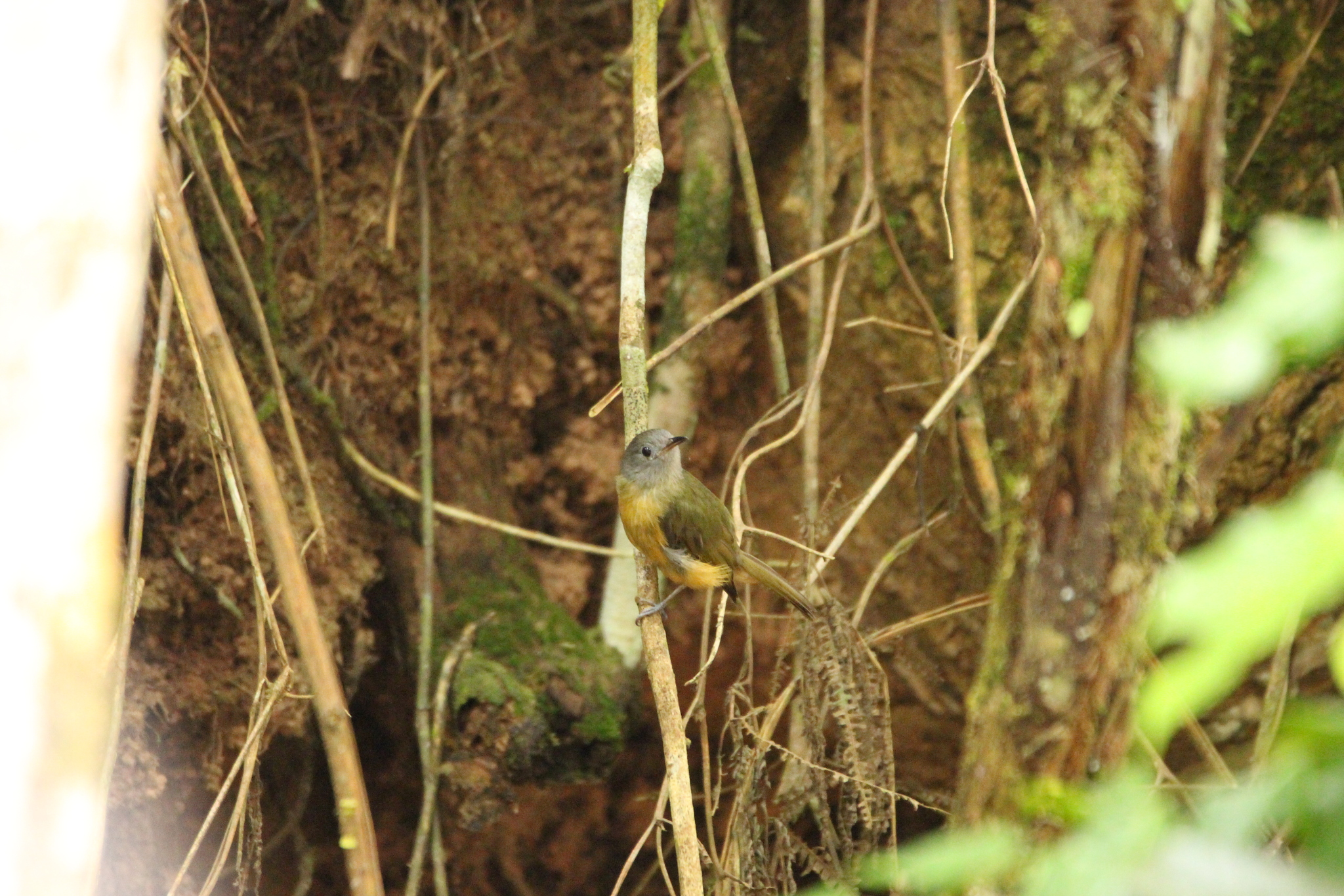 Grey-hooded Flycatcher (Mionectes rufiventris), photo 4
