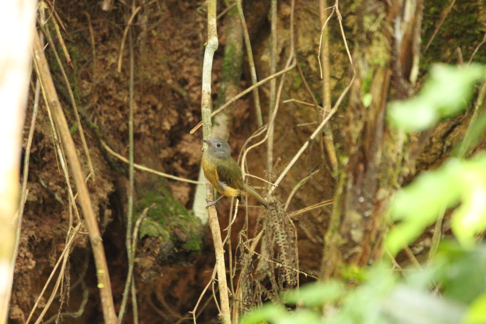 Grey-hooded Flycatcher (Mionectes rufiventris), photo 2