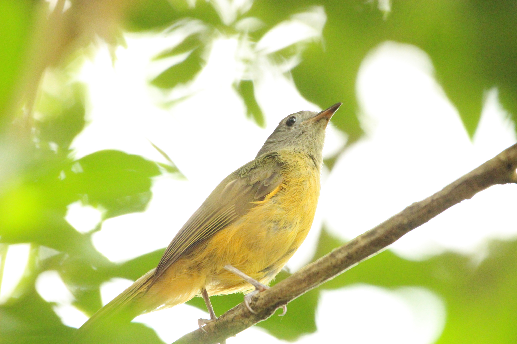 Grey-hooded Flycatcher (Mionectes rufiventris), photo 5