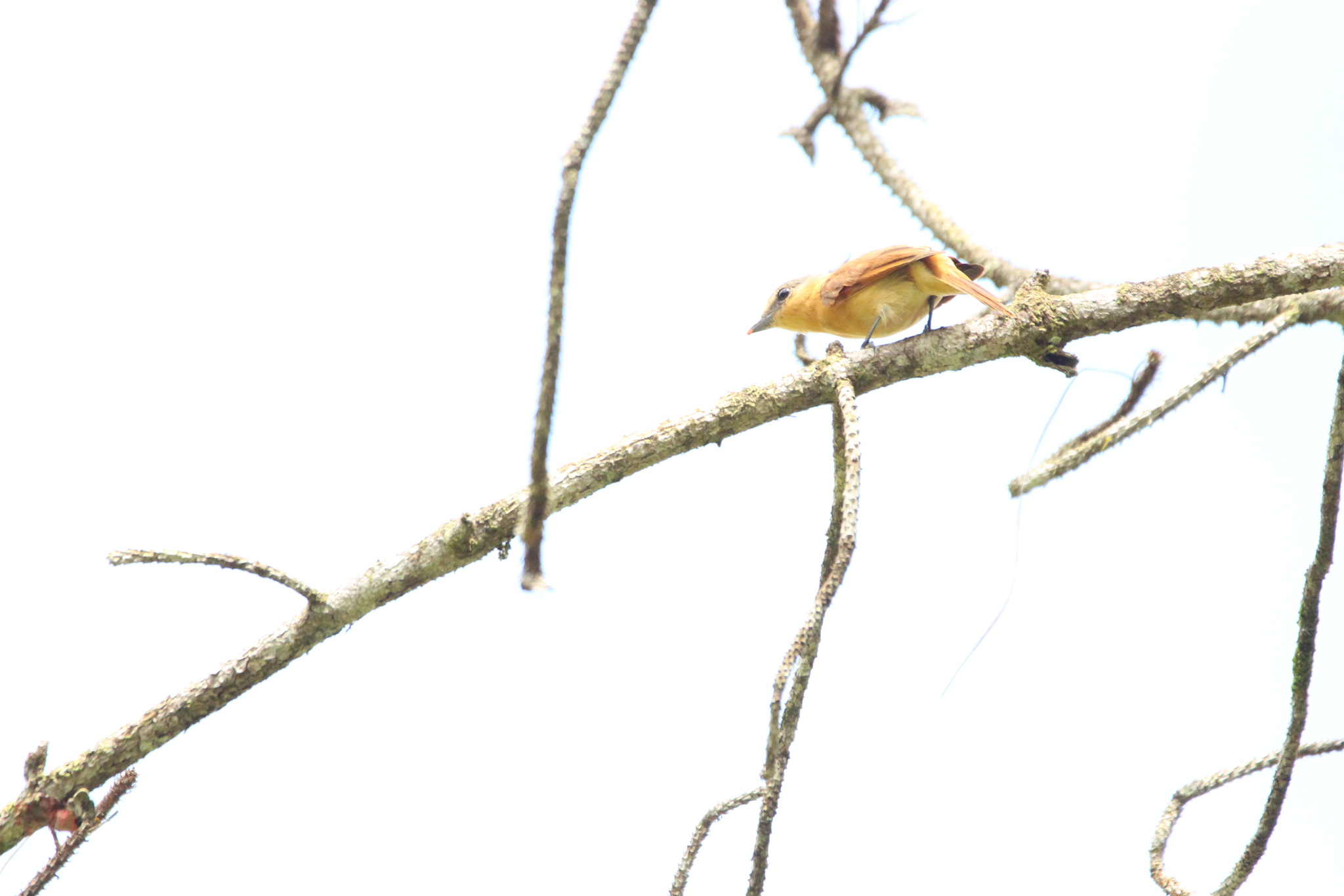 Chestnut-crowned Becard (Pachyramphus castaneus), photo 7