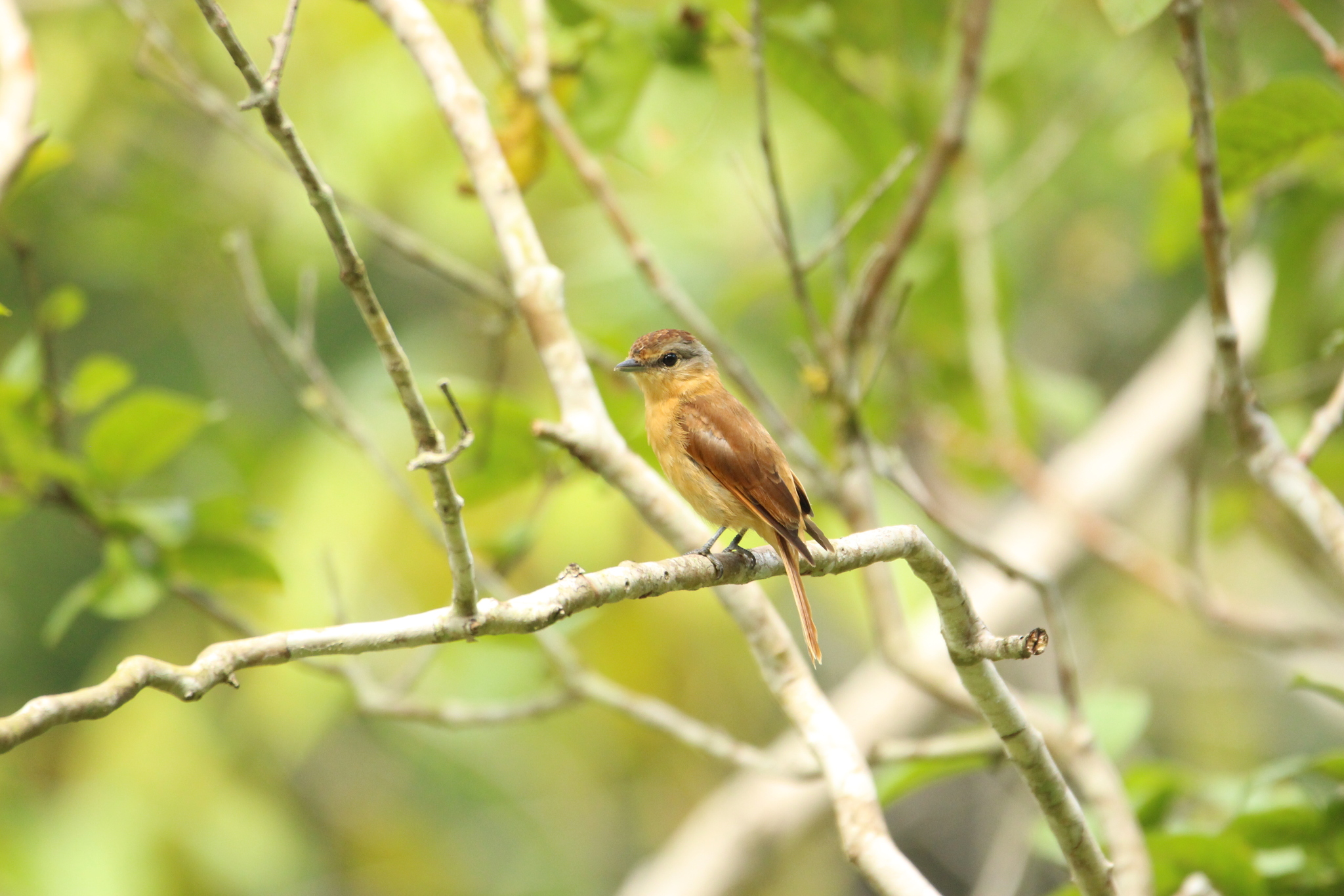Chestnut-crowned Becard (Pachyramphus castaneus), photo 4