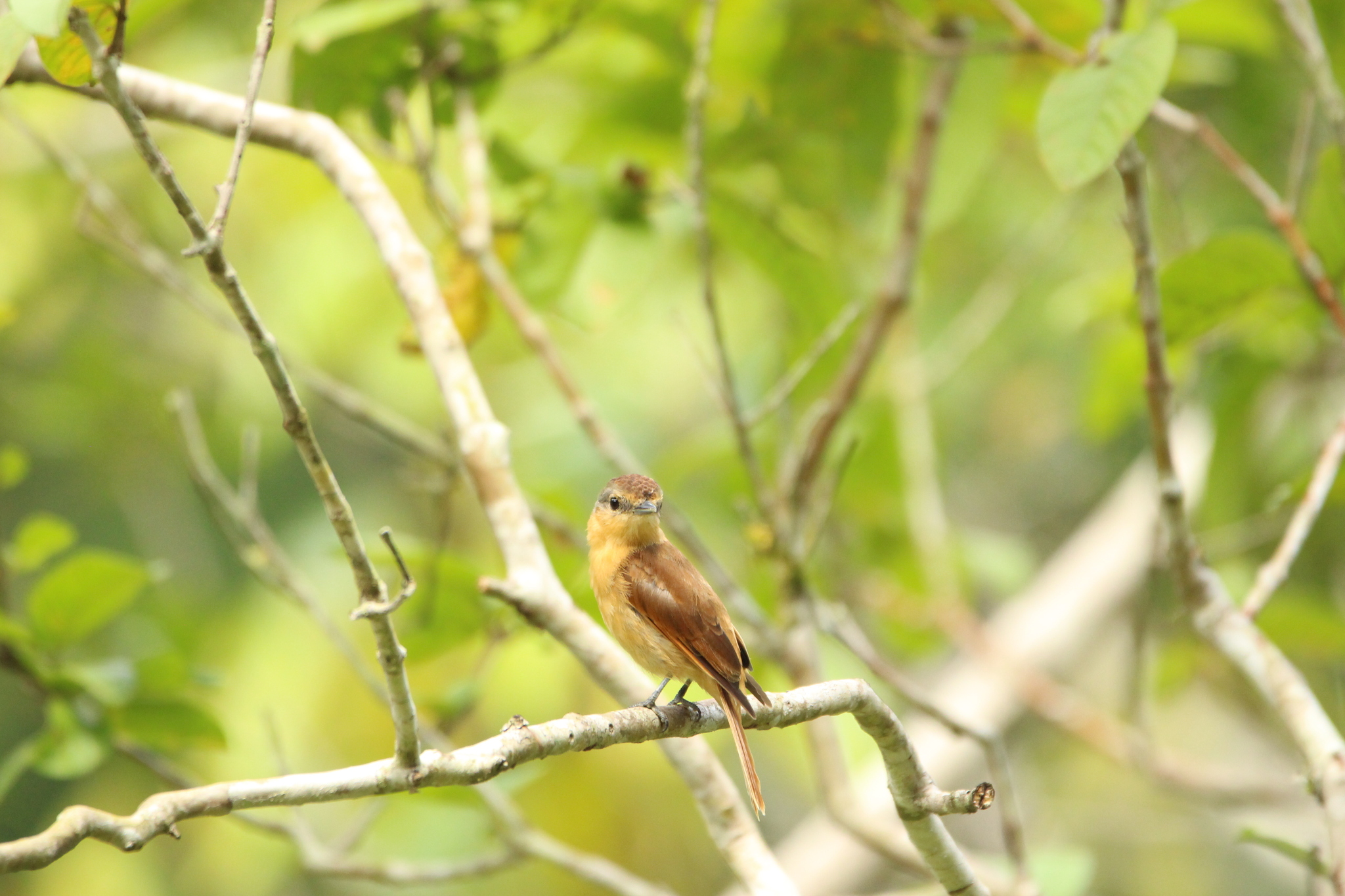 Chestnut-crowned Becard (Pachyramphus castaneus), photo 6
